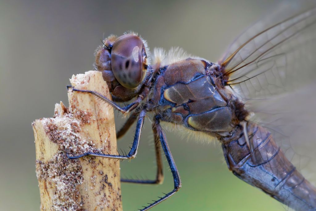 Libellulidae - Sympetrum striolatum
